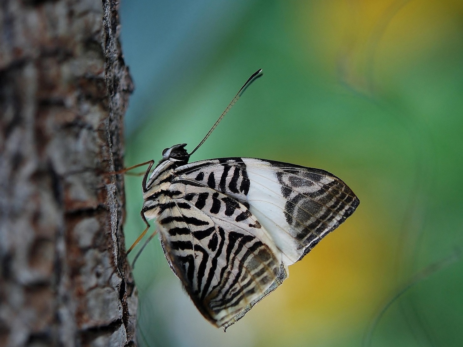 Teologia nie tylko dla wtajemniczonych: „natura pura”