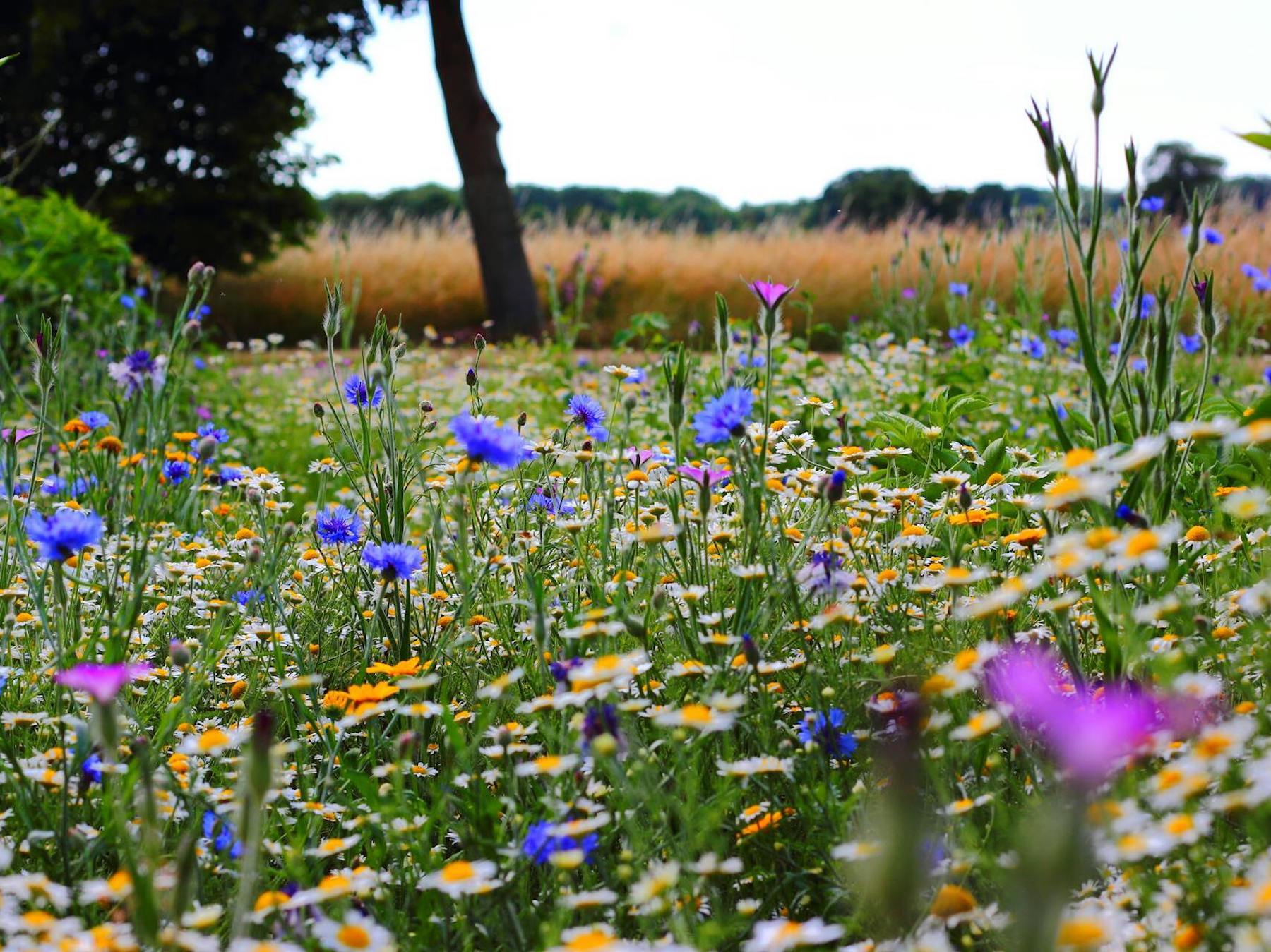 Chwalcie łąki uchwaszczone. Maj w przyrodzie